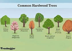 Image result for Common Trees in North Dakota