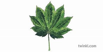 Image result for Vine Maple Leaf