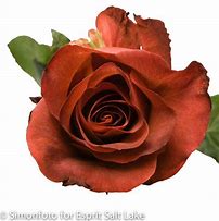 Image result for Brown Colored Flowers