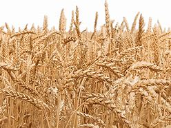 Image result for Wheat Stem SVG