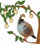 Image result for Christmas Partridge in Pear Tree