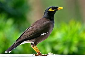 Image result for Mynah Bird