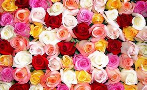 Image result for Bright Colored Roses