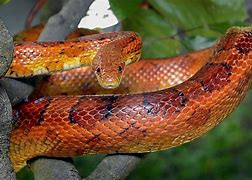 Image result for Types of Corn Snakes