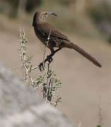 Image result for Small Long Beaked Birds