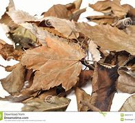 Image result for Dead Leaves Clip Art