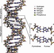 Image result for Sugar Bonds in DNA