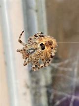 Image result for Cat Face Jewel Spider