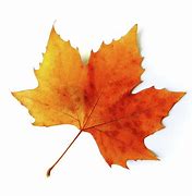 Image result for Printable Real Leaf