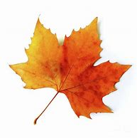 Image result for Printable Real Leaf