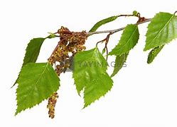 Image result for birch tree leaves