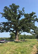 Image result for Largest Bur Oak