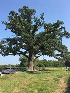 Image result for Bur Oak Branch