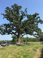 Image result for Bur Oak Fruit