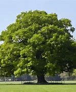 Image result for Chestnut Oak Tree Fall Color