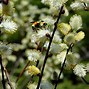 Image result for Salix Discolor Full-Grown