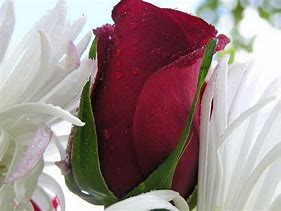 Image result for Most Beautiful Single Red Rose