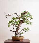 Image result for Red Oak Tree Bonsai