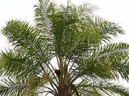 Image result for Queen Palm Tree