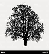 Image result for Southern Beech Silhouette