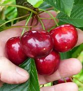 Image result for Prunus Avium Plant