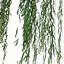 Image result for Willow Tree Branch Illustration