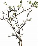 Image result for Vector Tree Branch Coloring