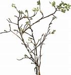 Image result for Branch with Leaves Silhouette Vector