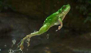 Image result for Hopping On to the Next Adventure Frog