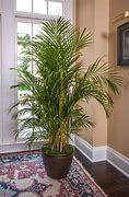 Image result for Areca Bamboo Palm