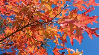 Image result for Red Oak Tree Sapling Identification