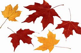 Image result for Fall Leaf Print