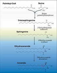 Image result for De Novo Synthesis of Fats