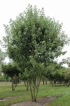 Image result for Acer Saccharinum Kingdom