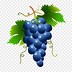 Image result for Clip Art Grapes and Vines