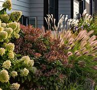 Image result for Backyard Privacy Small Area Landscape Plants Shrubs/Trees Grasses Ideas