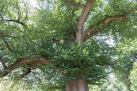 Image result for Elm Tree Types