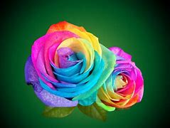 Image result for Bright Colored Roses