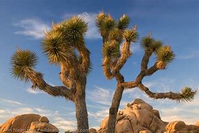 Image result for Photo of Crocus in Joshua Tree Park