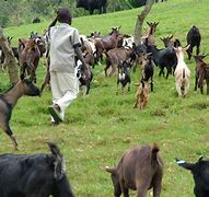 Image result for Animal Husbandry and Management Pics