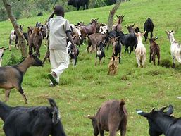 Image result for Animal Husbandry Feeding