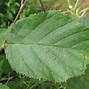 Image result for Beaked Hazelnut Buds