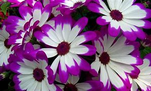 Image result for Bright Colored Flowers