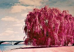 Image result for Salix Babylonica Weeping Willow