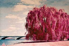 Image result for Willow Tree with Big Trunk Clip Art