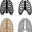 Image result for Human Skeleton Rib Cage Diagram