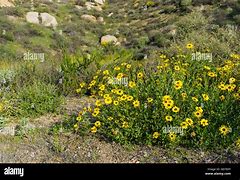 Image result for Yellow Ohio Wildflowers