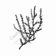 Image result for Vintage Tree Branch Illustration