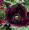 Image result for Black Poppy Flower