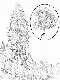 Image result for Pine Tree Coloring